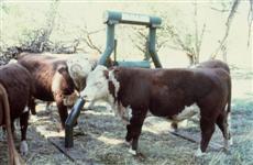 Sittner Cattle Oiler from Sittner Manufacturing